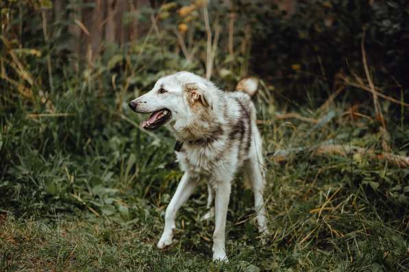 Очень ласковый пушистик ищет дом в Санкт-Петербурге фото 23