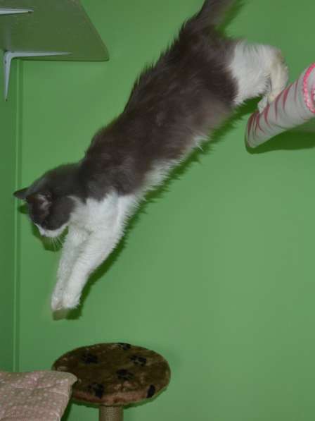 Гостиница для кошек Истра Москва в Истре фото 5