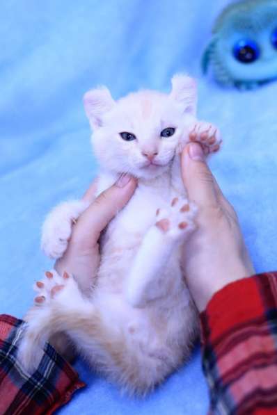 Snow Bengal kitten