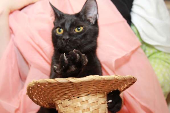 Котик Арни — самый обаятельный и привлекательный. В дар в Калуге фото 7
