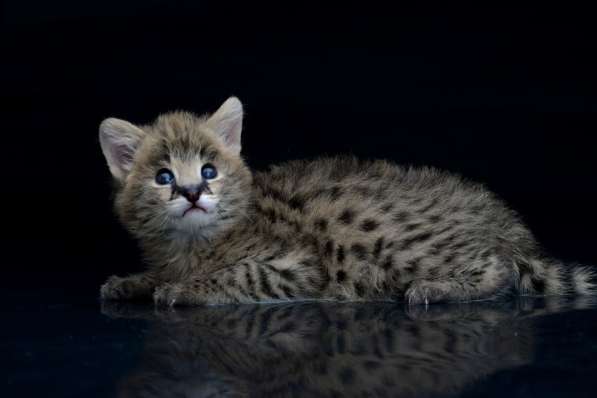 Продаем домашних сервалов в Москве фото 3