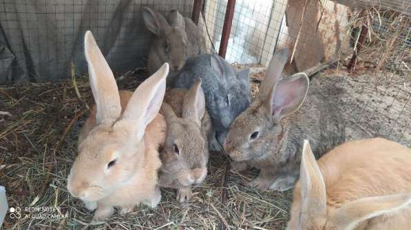 Продам кроликов породы Фландер в фото 4