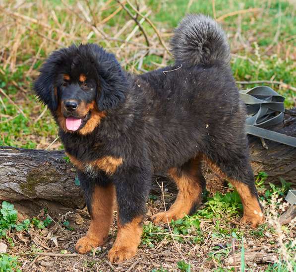 Щенки тибетского мастифа в Иркутске фото 9