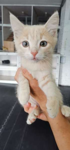 Персикового котенка отдадим в добрые заботливые руки в фото 4