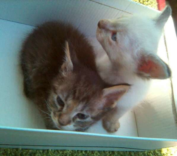 Элитный кудрявый котенок Герман-Рекс мальчик в Санкт-Петербурге фото 35