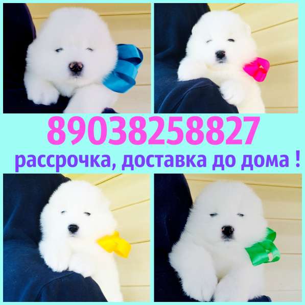 Белоснежные Ми-Ми мишки самоедики) в Оленегорске