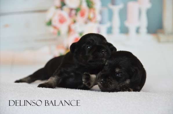 Шикарные щенки цвергшнауцера окраса черный с серебром в фото 31