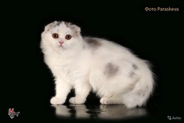 Котенок - счастье в дом в Санкт-Петербурге фото 12