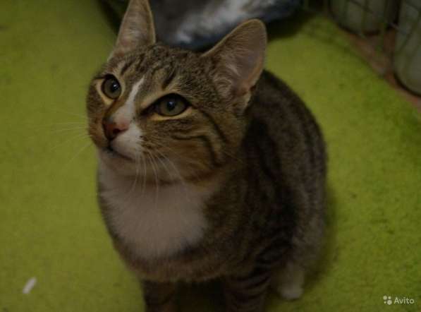 Котёнок Леон в Москве фото 10