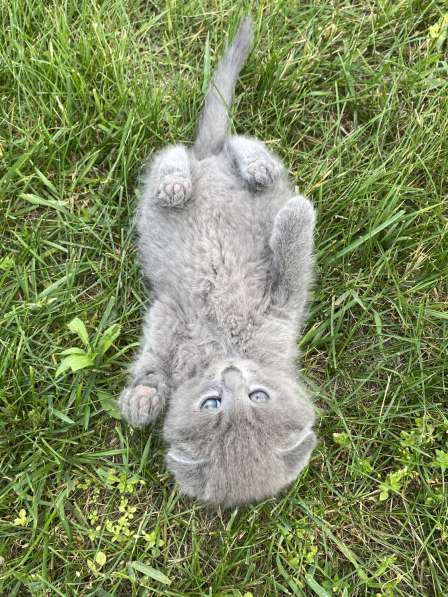 Котята девочки в фото 4