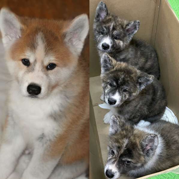 Продам щенков породы японская Акита-ину в фото 11