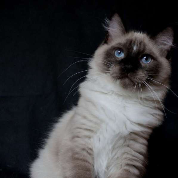 Рэгдолл мальчик в Москве фото 5