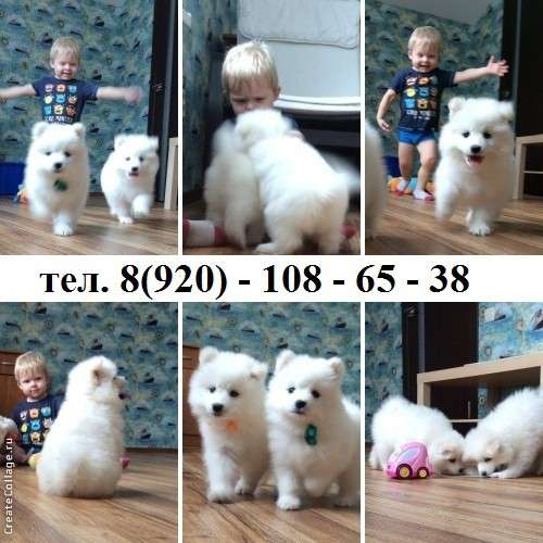 Белоснежные щеночки самоедской лаечки