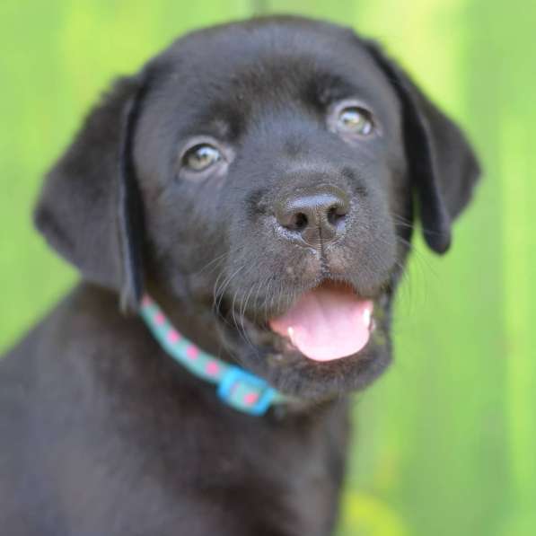 Щенки лабрадора- ретривера в фото 20