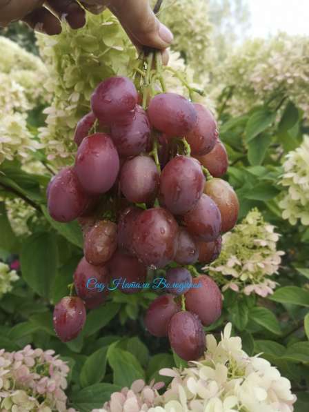 Саженцы и черенки винограда в фото 3