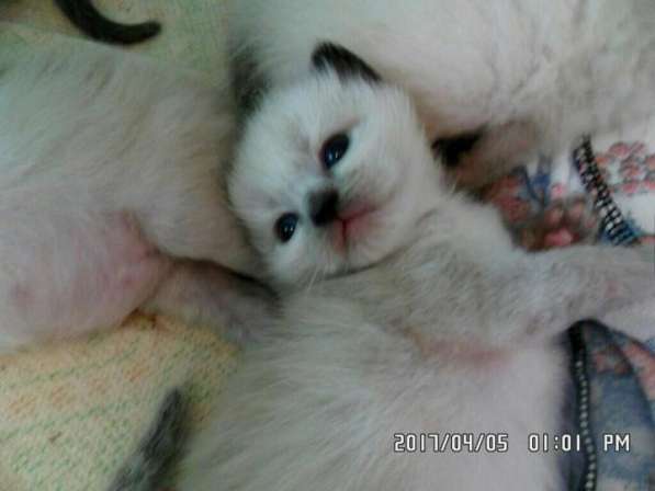 Тайские котята в Череповце в Череповце фото 8