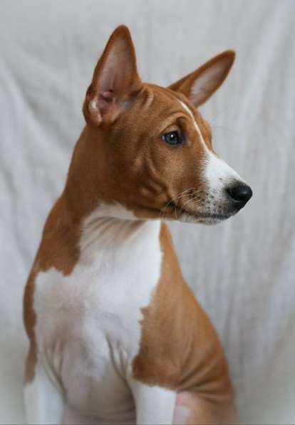 Басенджи щенки в фото 8