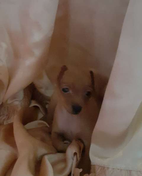 Той терьер щенки в Москве фото 5