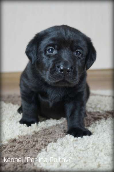 Щенки лабрадора ретривера от чемпионов! в фото 20