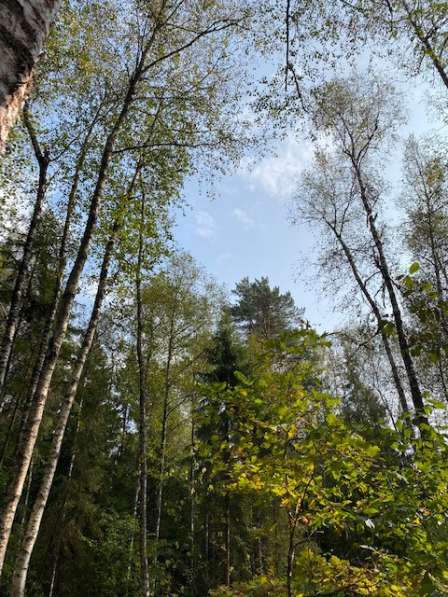 Лесной участок 12 соток в 50 км по Новорижскому шоссе в Истре фото 5