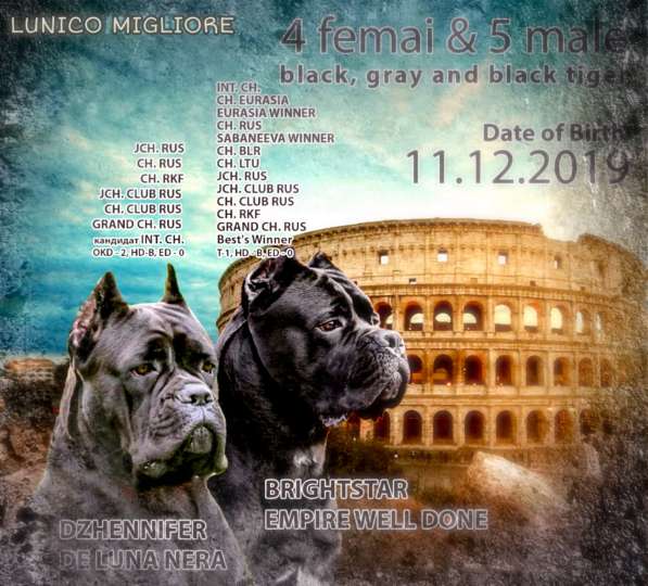 Кане корсо щенки от Интерчемпионов в Новосибирске фото 6