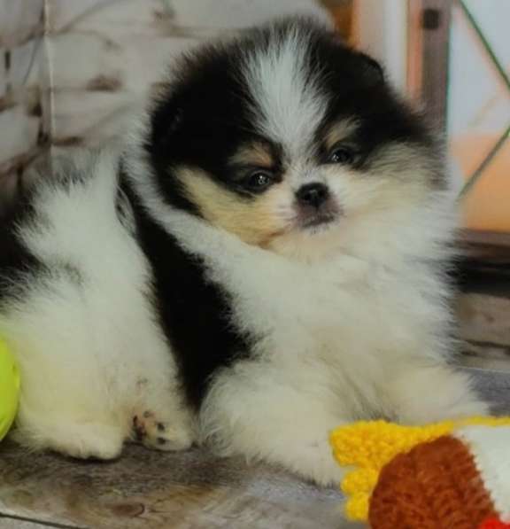 Pomeranian spitz. Very beautiful baby