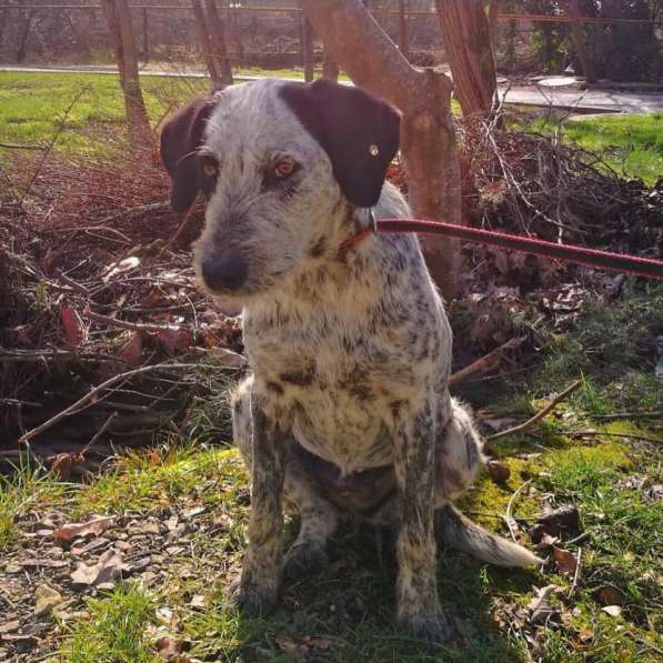 Дратхаар в добрые руки