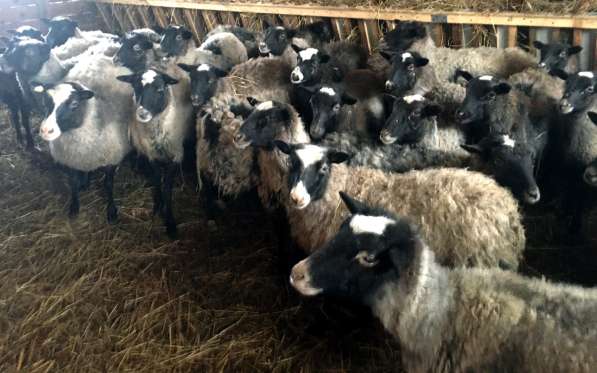 Племенные породные овцы Романовской породы в Рузе фото 3
