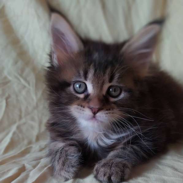 Продажа котят мейн-кун в Омске фото 22