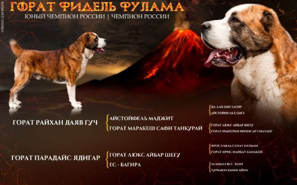 Вязка в Москве фото 16