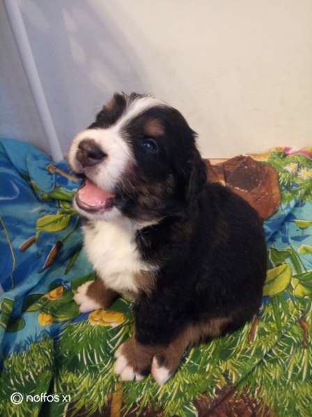 Щенки Бернского зенненхунда в Санкт-Петербурге