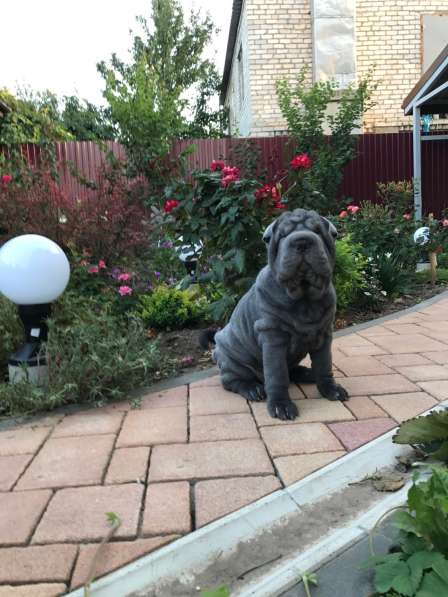 Продаются щенки шарпея от пары чемпионов в Волгограде фото 6