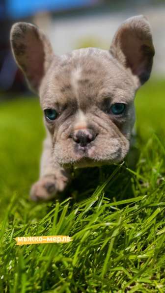 Hello, french bulldog puppies for sale в фото 3