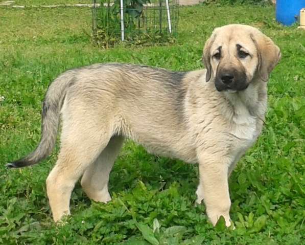 Щенки Кангала для ценителей породы в Москве фото 9