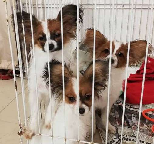 Щенки папильона в 