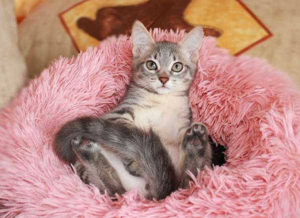 Серые мурлыки, котята в добрые руки в Калуге фото 12