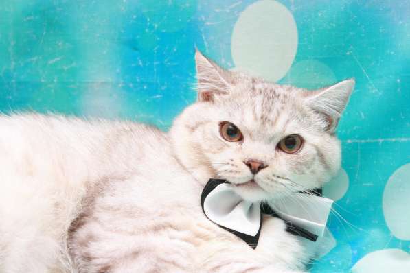 Очень крупный котик - ну очень в Москве фото 5