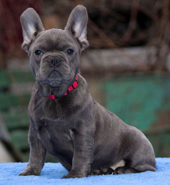 Французский бульдог. Blue