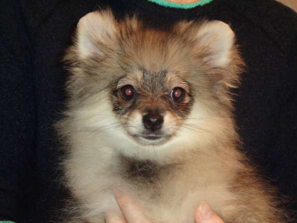 Щенки шпица в Москве фото 3