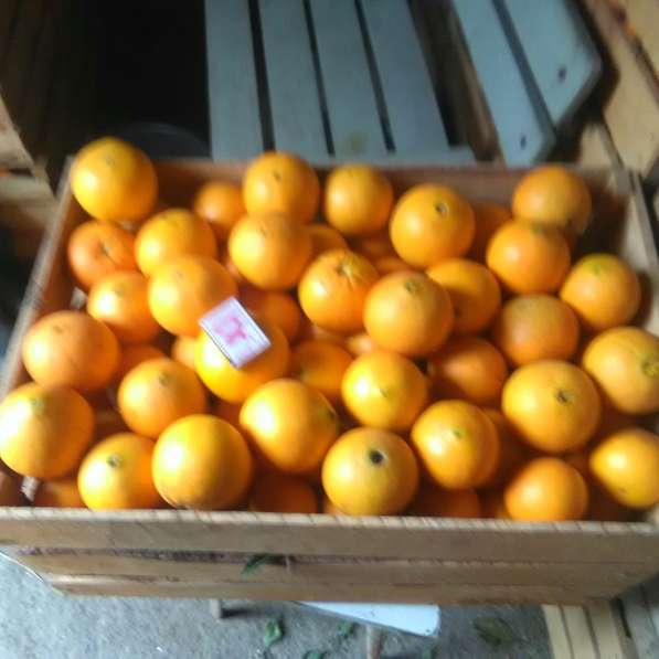 Апельсины Абхазские оптом в фото 3