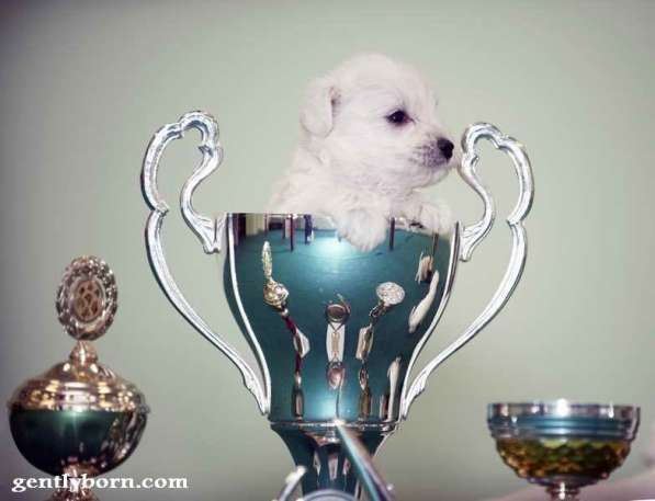 Щенки белого цвергшнауцера в Москве