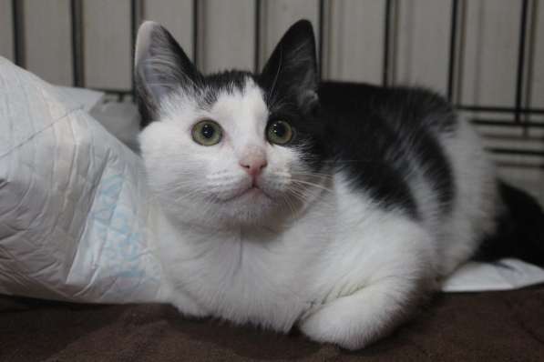 Хорошенький котенок с круглыми глазками в Санкт-Петербурге