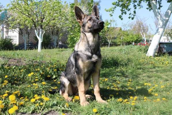 Щенки восточноевропейской овчарки (ВЕО) в фото 10