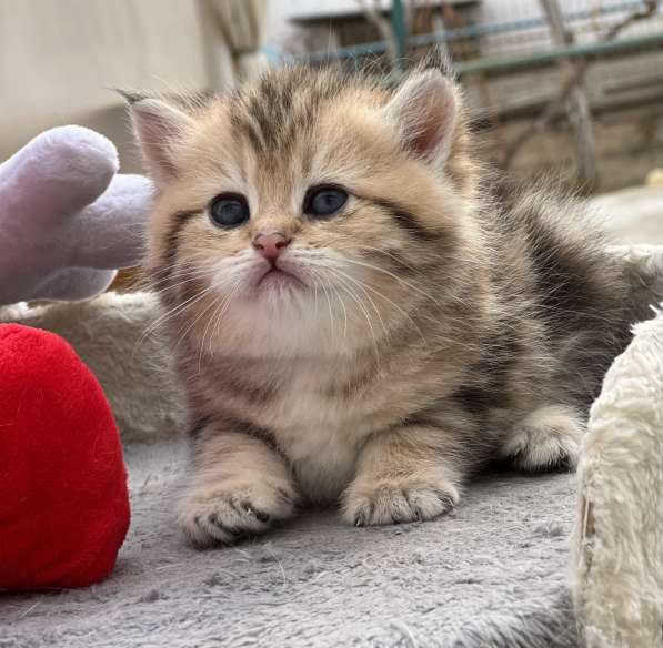 Продаётся котёнок британец! в фото 28