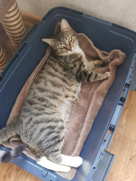 Кошка Ласка в добрые руки в Москве фото 3