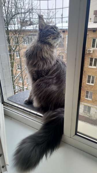 Балкон кошек на окно "Васька" Katfreedom в Москве