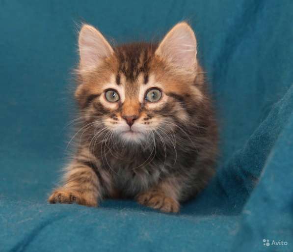 Очаровательные котята-девочки 1,5 мес в Санкт-Петербурге