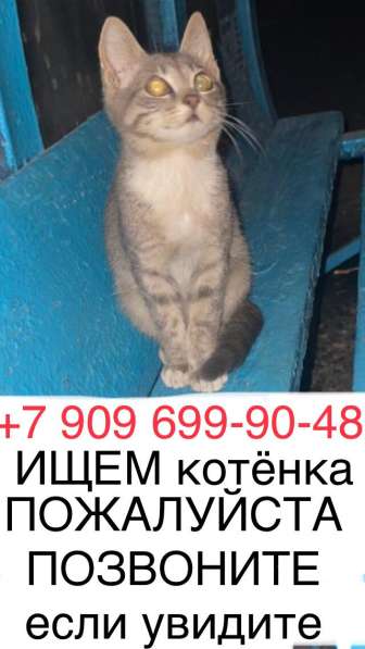 Потерялся маленький котенок в Москве фото 4
