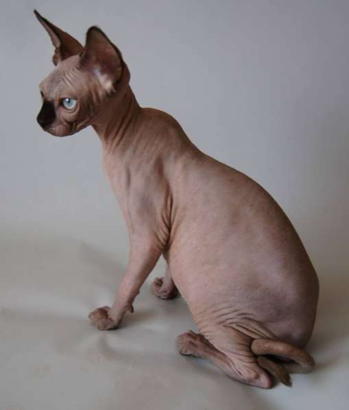 Котята кучеряшки в Москве фото 5