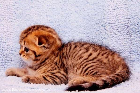 Пятнистый котик и кошечка в Санкт-Петербурге фото 9